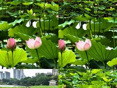 -荔湾湖公园