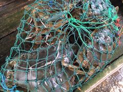 -尼甘布海鲜市场