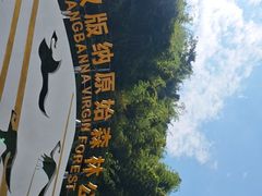 -西双版纳原始森林公园