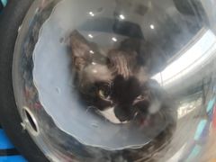 -伟伟宠物医院·瑞派猫友好医院·猫科(光谷店)