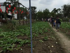 -田园东方蜜桃村的田野营地