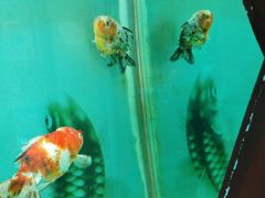 -北戴河圣蓝海洋公园