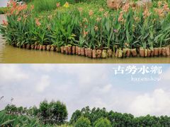 -江门古劳水乡旅游区