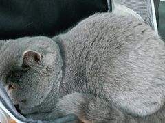 -小叮当动物医院·骨科·眼科