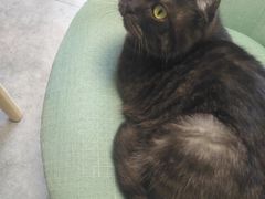 -团子家猫咪猫咖馆·柯基·柯尔鸭
