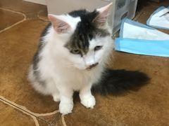 -李小姐の猫咖啡馆(五角场店)