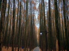 -山王坪喀斯特国家生态公园