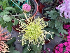 -门框胡同百年卤煮(前门店)