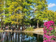 -上海共青森林公园