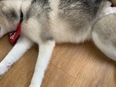 -Husky Go! 哈士奇体验馆·宠物咖啡厅狗咖