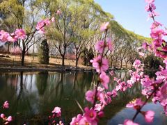 -大望京公园