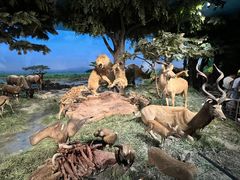 -国家自然博物馆