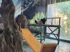 -五龙山野生动物王国
