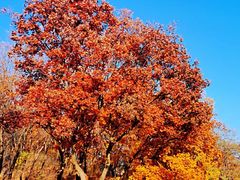 -北京西山国家森林公园