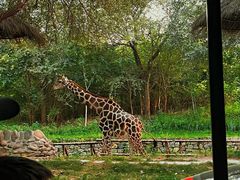 -北京野生动物园