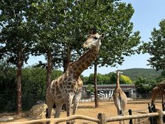 -大连森林动物园