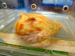 -蛙麻蛙辣炭火蛙锅(南环大街店)