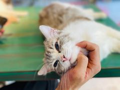 -喵喵咪呀布偶猫咖(春熙路店)