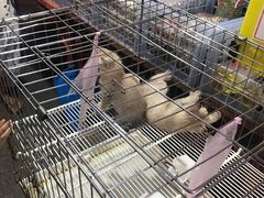 -瓦洛洛传统市场