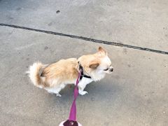 -瑞派宠物医院·犬猫全科·猫友好(宾水西道店)