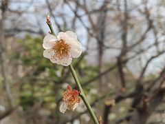-南京古林公园