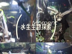 -萌宠奇缘(荣鼎店)