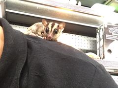 -钓仓鼠(洋桥北里小区店)