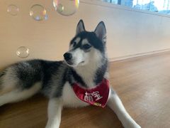 -Husky Go! 哈士奇体验馆·宠物咖啡厅狗咖