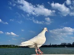 -海珠湖公园