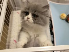 -关爱宠物医院·猫科中心·消化科(滨湖万达分院)