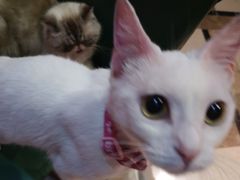 -猫色咖啡·猫咖