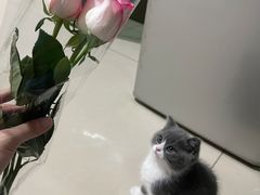 -小猫来了·猫舍(红山六九七九店)