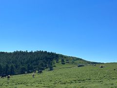 -芦芽山旅游度假区