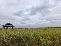 -宁波杭州湾国家湿地公园