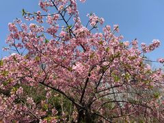 -顾村公园