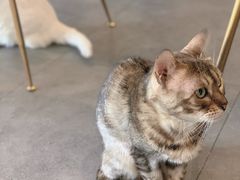 -飞行喵MR PILOT|猫舍·猫咖(静安大融城店)