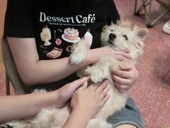 -帕帕拉兹宠物(亚洲旗舰店)