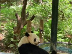 -广州长隆野生动物世界