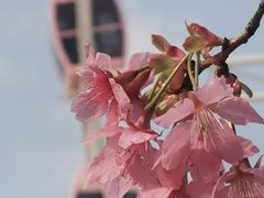 -顾村公园