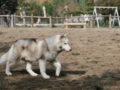 -爪吧宠物乐园 (温榆河示范区店)