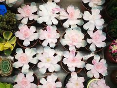 -秦美花卉(天朗·莱茵小城2期店)