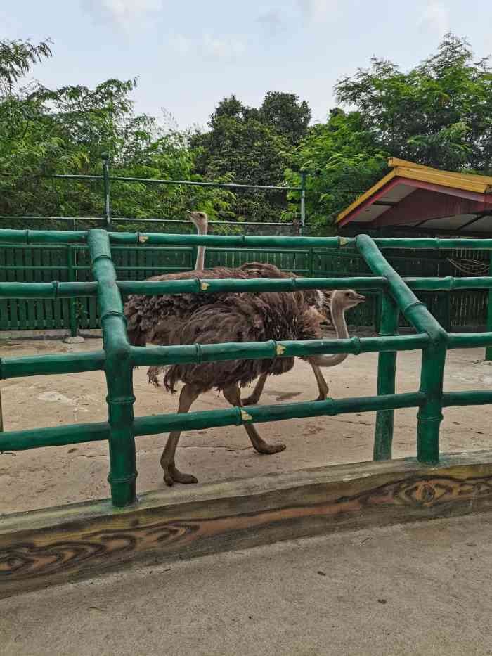 紫马岭动物园-"感觉这个动物园最划算啦,30元门票可以玩.