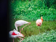 -杭州野生动物世界