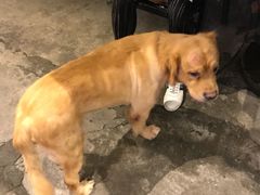 -严国平动物医院(德政总院)