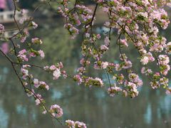 -莫愁湖公园