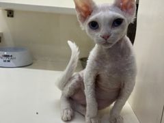 -十年猫舍·猫咪专门店(普陀店)