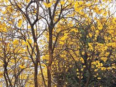 -天适樱花悠乐园