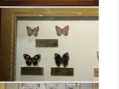 -上海昆虫博物馆