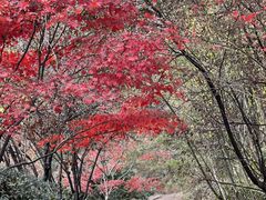 -岳麓山风景名胜区