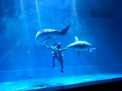 -芜湖新华联大白鲸海洋公园